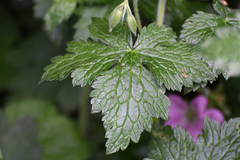 Geranium × oxonianum