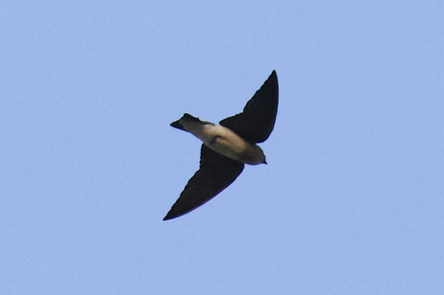 Grey-throated Martin