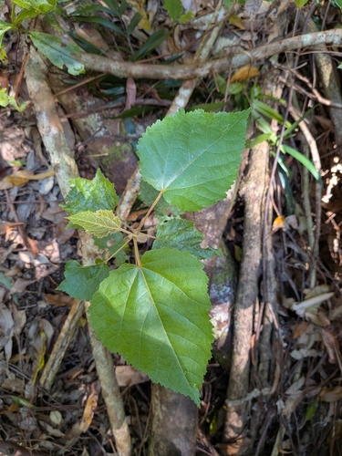Commersonia bartramia observed 2026-10-11