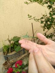 Acrometopa servillea