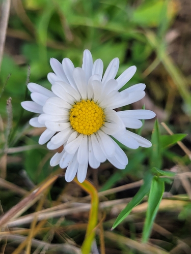 Lawn daisy