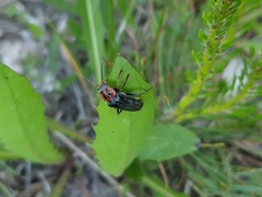 Cantharis annularis