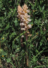 Orobanche picridis