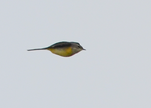 Grey Wagtail