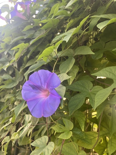 oceanblue morning glory