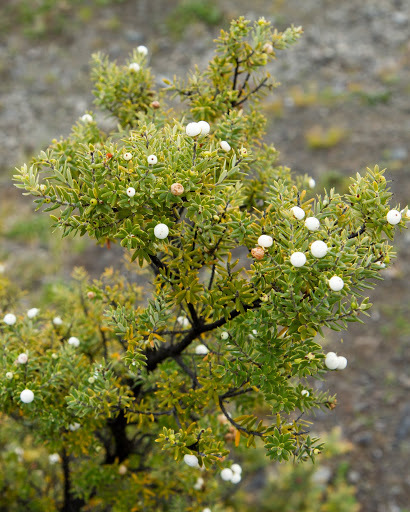 Leptecophylla tameiameiae