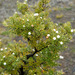 Leptecophylla tameiameiae - Photo (c) DavidR.808, algunos derechos reservados (CC BY-NC), subido por DavidR.808