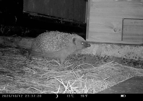 Common Hedgehog