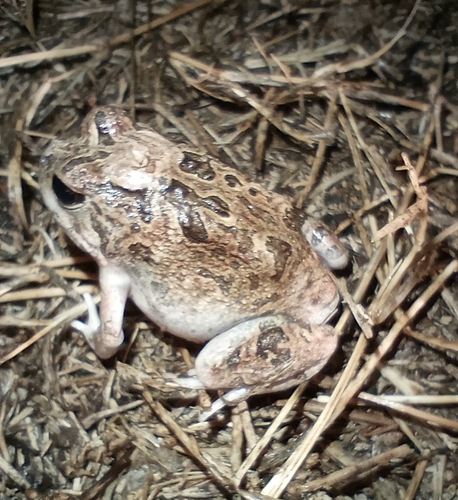 Ornate Burrowing Frog