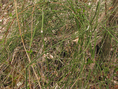Equisetum × ascendens