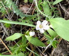 Claytonia lanceolata