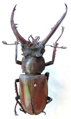 Lucanus planeti