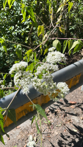 Austroeupatorium inulifolium observed 2026-10-13