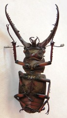 Lucanus planeti