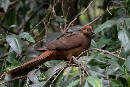 Brown Cuckoo-Dove