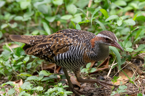 Buff-banded Rail