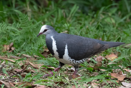 Wonga Pigeon