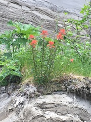 Castilleja miniata dixonii