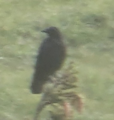 Carrion Crow