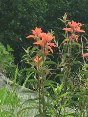 Castilleja miniata dixonii
