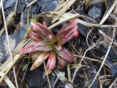 Epilobium adenocaulon