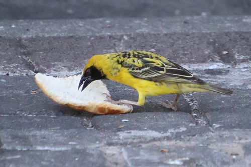 Village Weaver