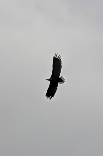 White-tailed Eagle