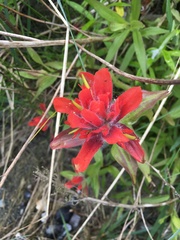 Castilleja miniata dixonii