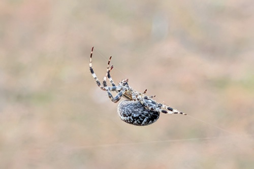 Cross Orbweaver