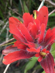 Castilleja miniata dixonii