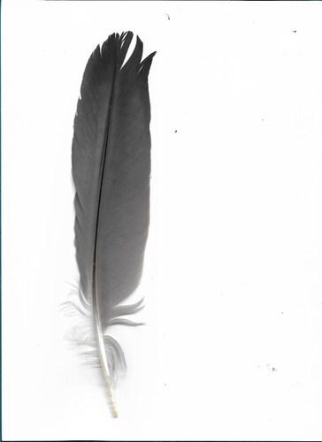 Plume de Héron cendré