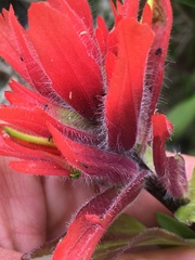 Castilleja miniata dixonii