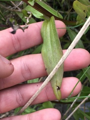 Castilleja miniata dixonii