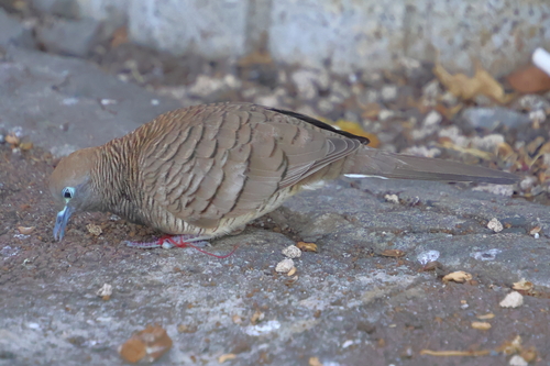 Zebra Dove