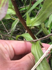 Castilleja miniata dixonii