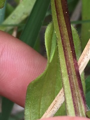 Castilleja miniata dixonii