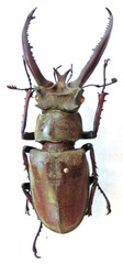 Lucanus planeti