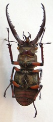 Lucanus planeti