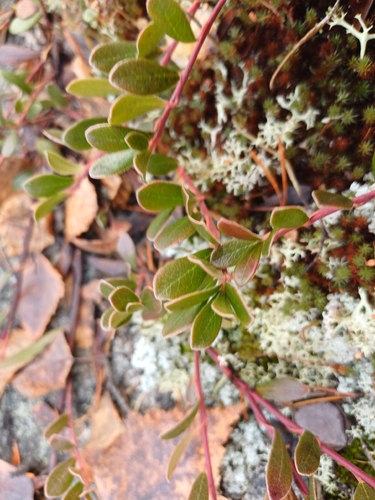 bearberry