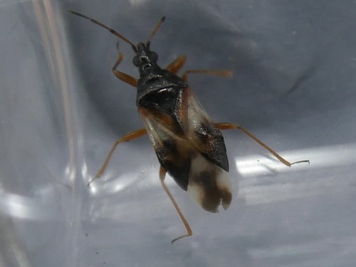 Anthocoris observed 2026-10-13