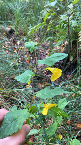Impatiens noli-tangere observed 2026-10-13