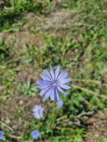 chicory