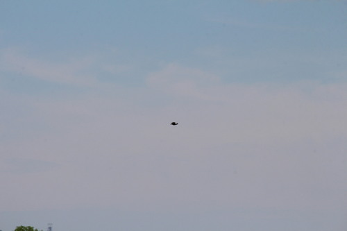 iNaturalist image