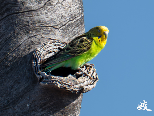 iNaturalist image