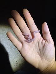 Rena humilis humilis