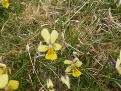 Viola lutea