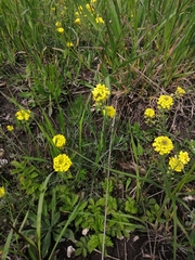 Alyssum montanum gmelinii