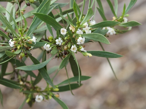 Myoporum montanum observed 2026-10-01