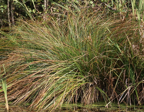 Carex paniculata observed 2026-10-04