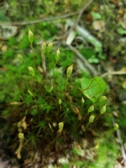Ptychostomum creberrimum